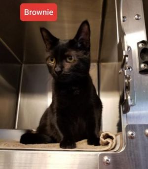 . Brownie .