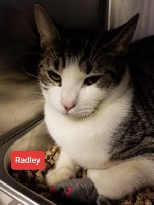. Radley .