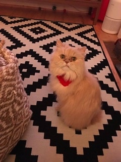 . Duchess .