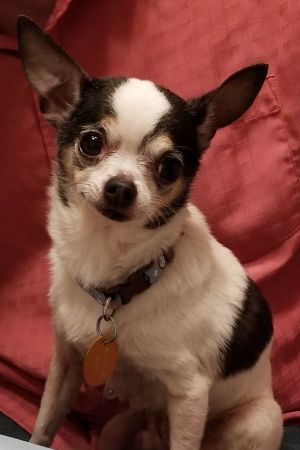 . Shupa - ADOPTION PENDING .