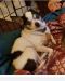 . Shupa - ADOPTION PENDING .