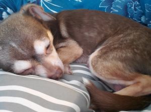 . Wheels-ADOPTION PENDING .