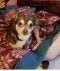 . Wheels-ADOPTION PENDING .