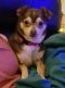 . Wheels-ADOPTION PENDING .