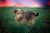 . Fido .