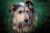 . Fido .