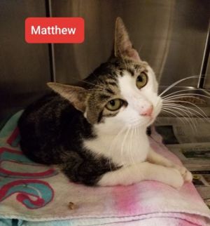 . Mathew .