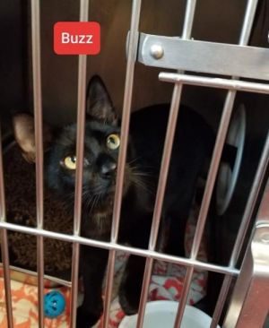. Buzz .