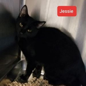 . Jessie .
