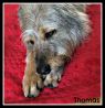 . Thomas II .