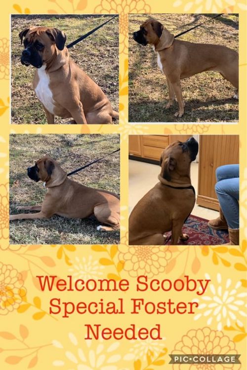 . Scooby - Foster Needed .