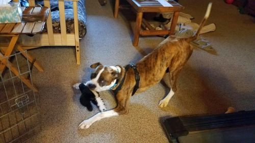 . Rocky - Foster needed .