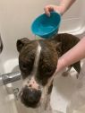 . Rocky - Foster needed .