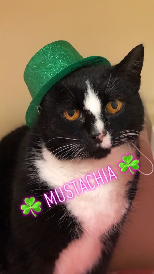 . Mustachia .