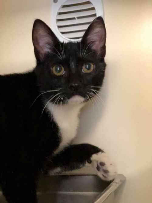 . Catboy - update! adopted! .