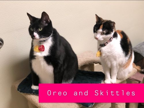. Oreo - bonded with Skittles .