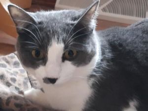 Photo of Mookee