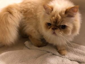 . Fluffy Dumpling .