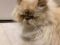 . Fluffy Dumpling .