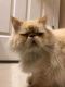 . Fluffy Dumpling .