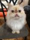 . Fluffy Dumpling .