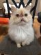 . Fluffy Dumpling .