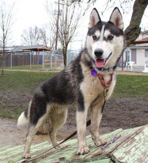 . KENAI .