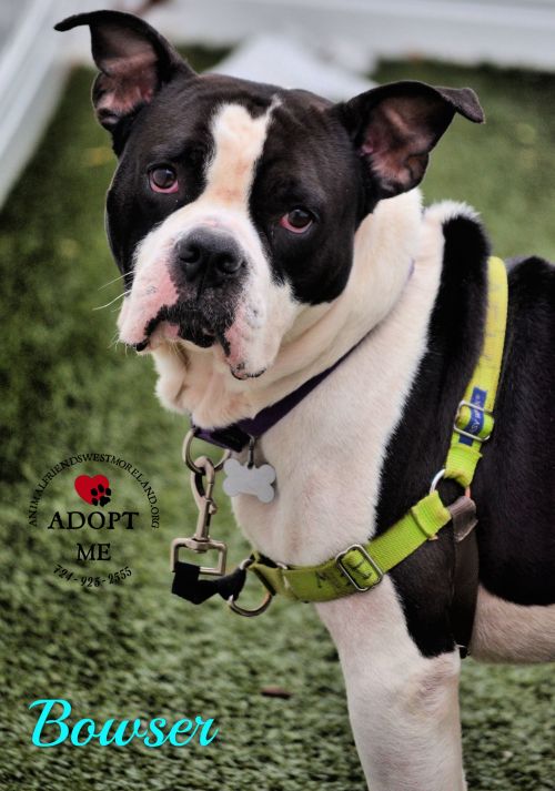 . Bowser .