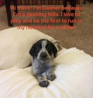 . Dasher .