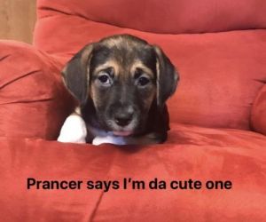 . Prancer .