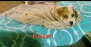 . Rudolph .