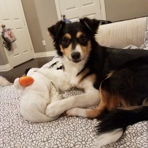 . CoCo .