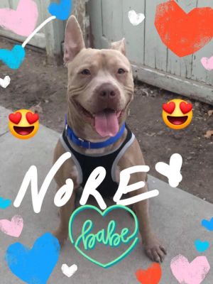 . Nore .