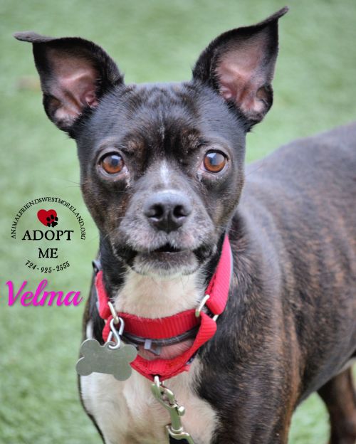 . Velma .