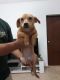 . Lila PR Puppy .