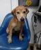 . Pandora PR Canaan Puppy .