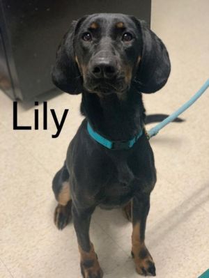 . Lily .