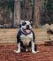 . Mr. Snuggles-Klondike .