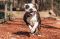 . Mr. Snuggles-Klondike .