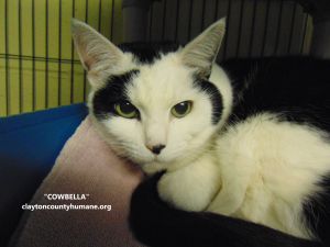 . Cowbella .