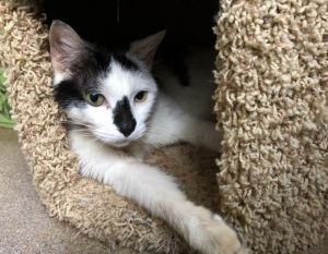Photo of Spot