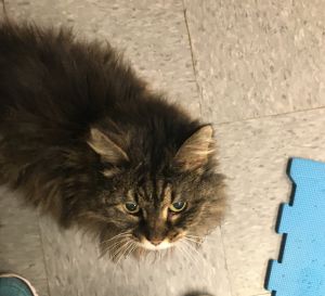 . Isabella .