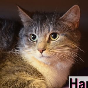 . Harriet .