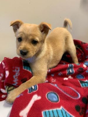 . Valentina (Valentine litter) .
