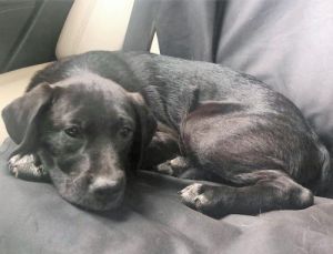 . Comet (Holly pup) .
