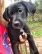 . Comet (Holly pup) .