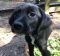 . Comet (Holly pup) .