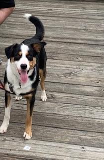 . Koda .