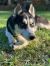 . Balto .