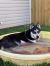 . Balto .